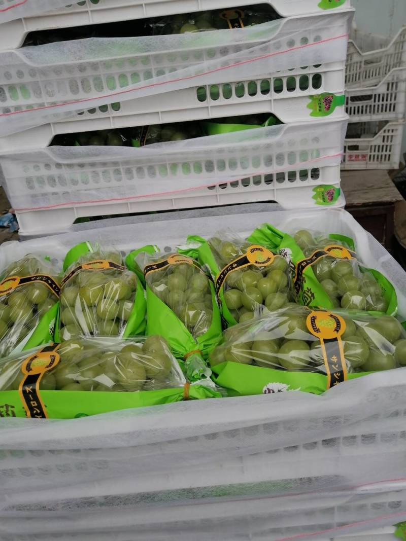 【一件代发】【批发】精品睛王葡萄阳光玫瑰发四川河南陕西河北