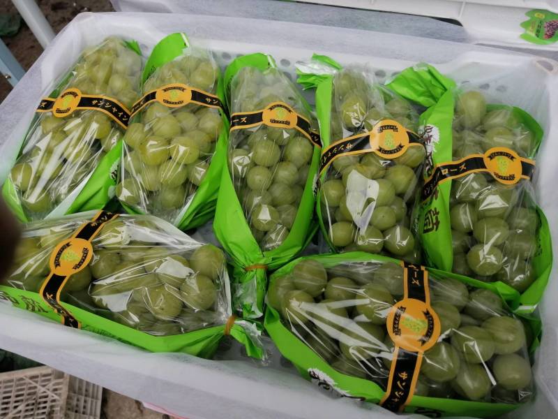 【一件代发】【批发】精品睛王葡萄阳光玫瑰发四川河南陕西河北