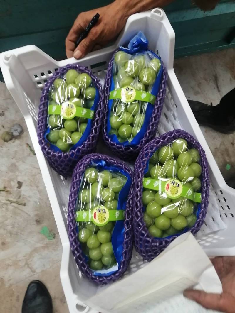 【一件代发】【批发】精品睛王葡萄阳光玫瑰发四川河南陕西河北
