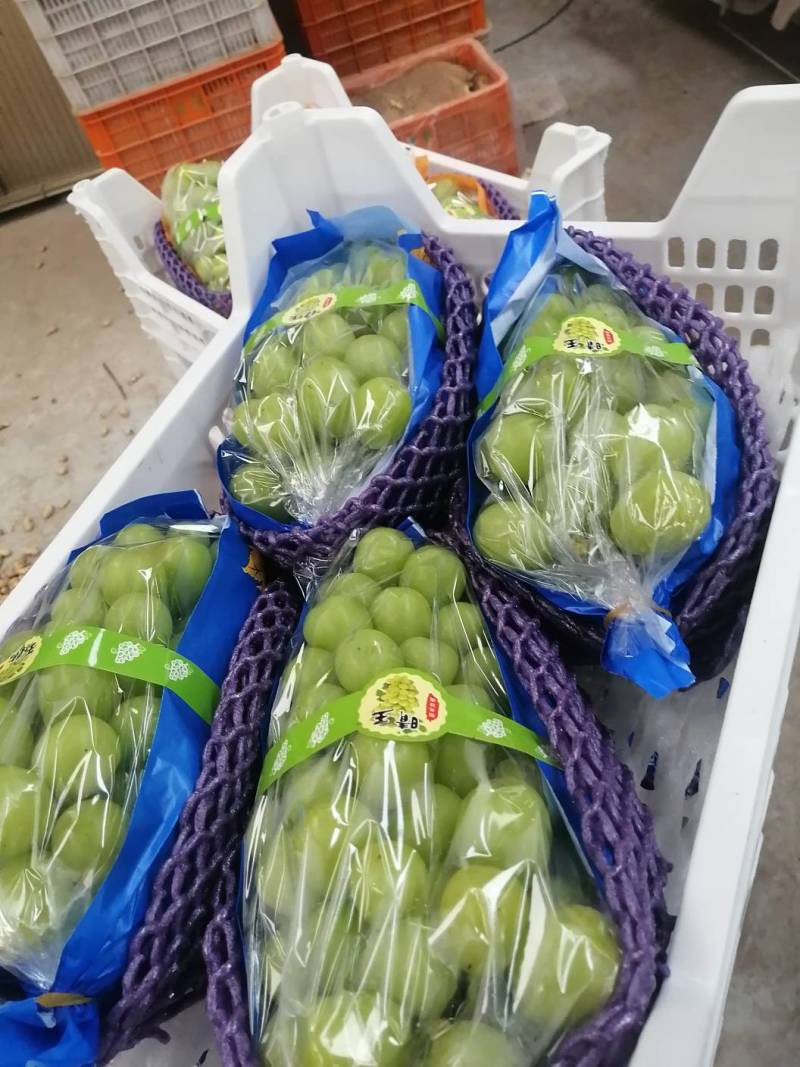 【一件代发】【批发】精品睛王葡萄阳光玫瑰发四川河南陕西河北