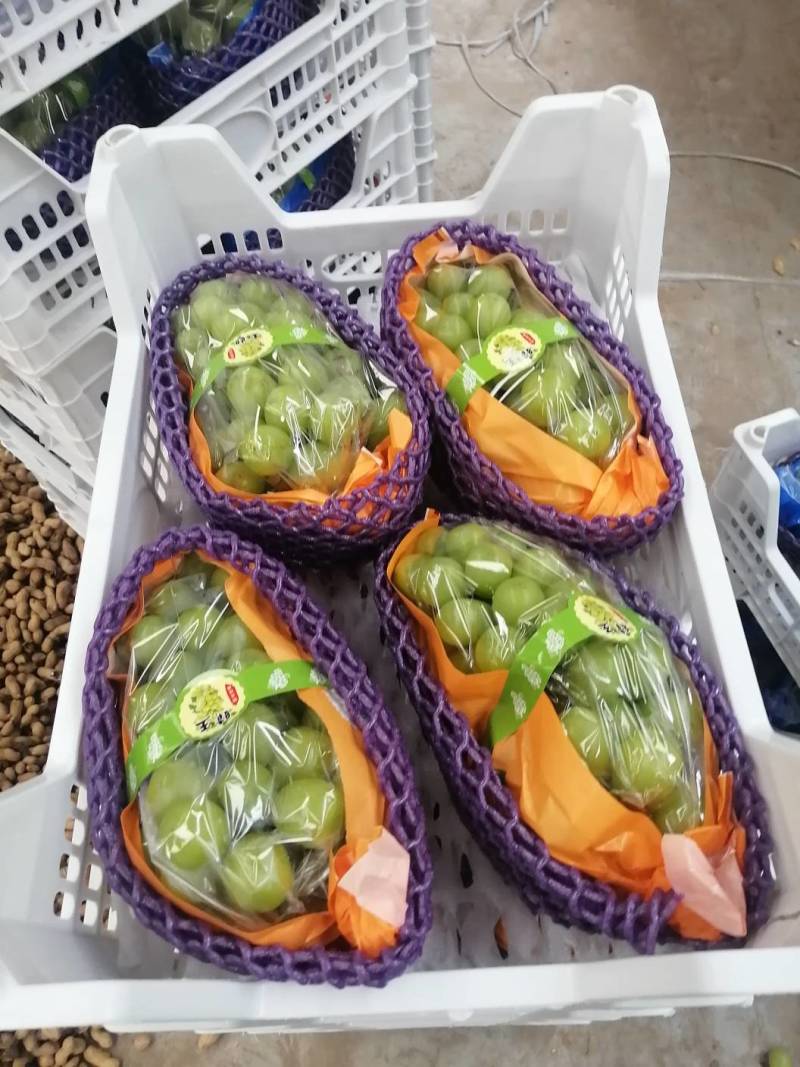【一件代发】【批发】精品睛王葡萄阳光玫瑰发四川河南陕西河北