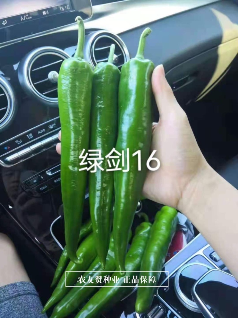 杂交一代青皮尖椒种子鲜食为主肉质脆嫩，大羊角形辣椒种子