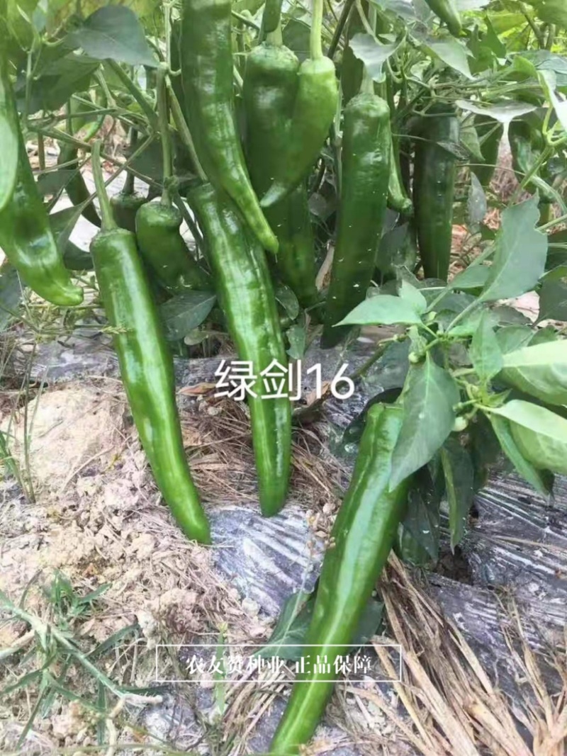 杂交一代青皮尖椒种子鲜食为主肉质脆嫩，大羊角形辣椒种子
