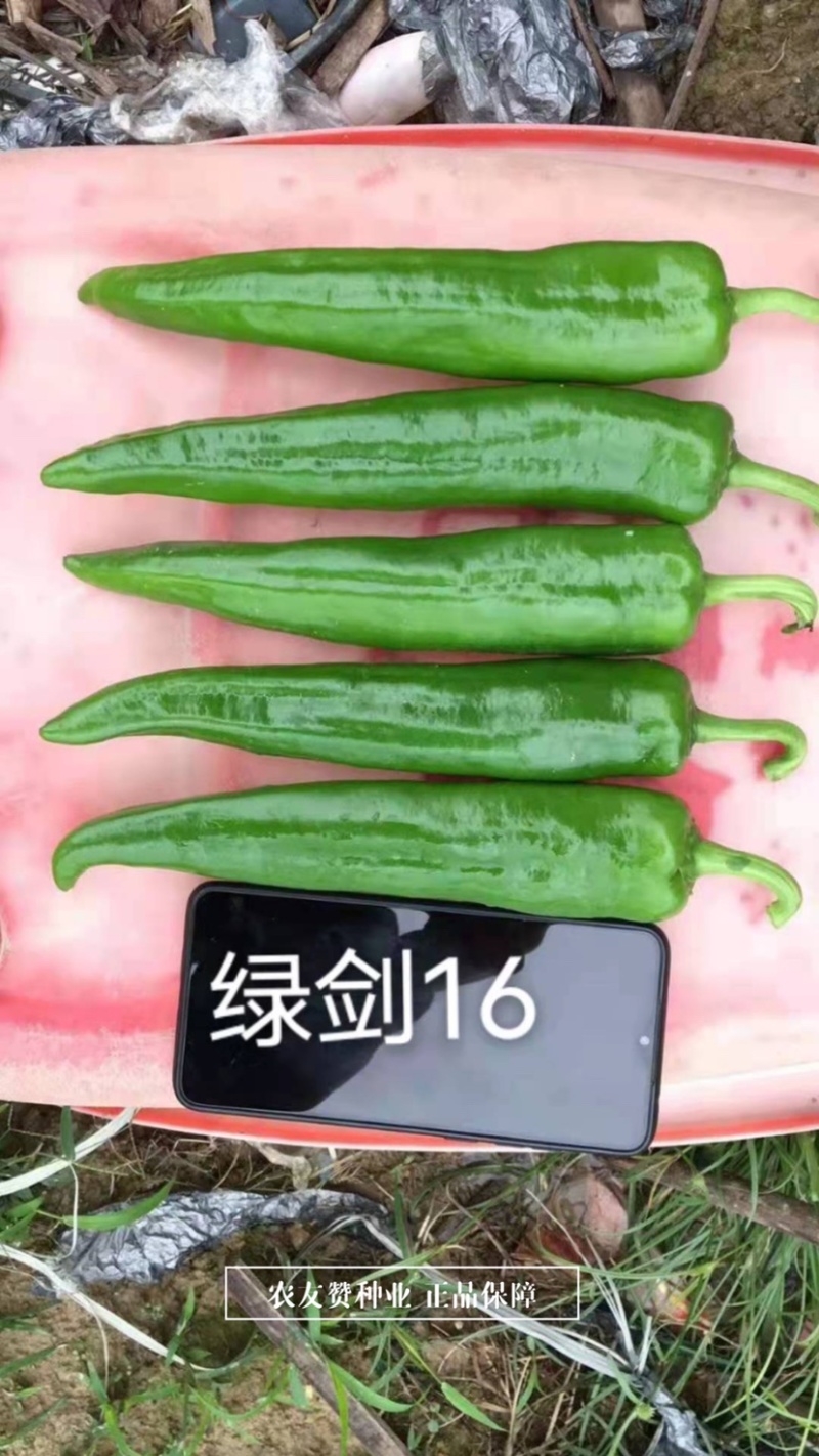 杂交一代青皮尖椒种子鲜食为主肉质脆嫩，大羊角形辣椒种子