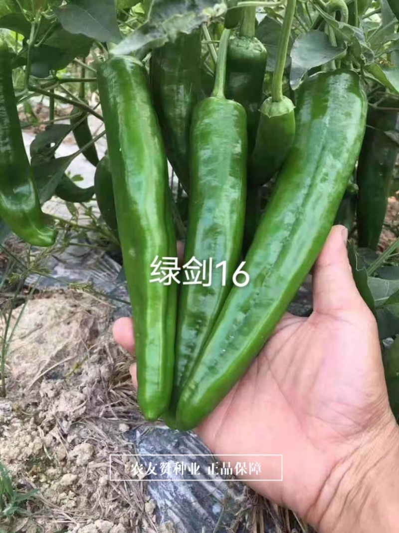 杂交一代青皮尖椒种子鲜食为主肉质脆嫩，大羊角形辣椒种子