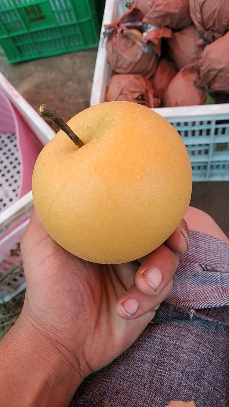 精品秋月梨大宗批《产地大量一件代发》秋月梨。电商，微商，