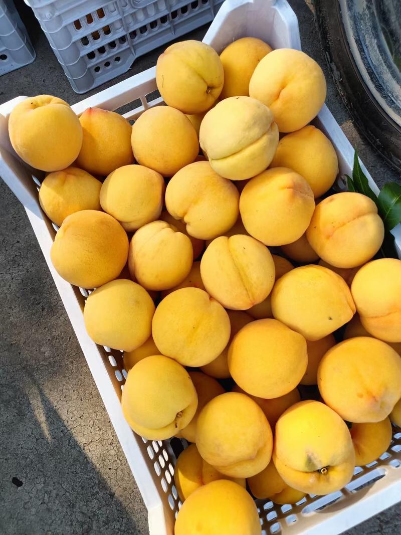甜黄桃品种叫中早十果色黄亮个大口感甜，视频看货，电话咨询