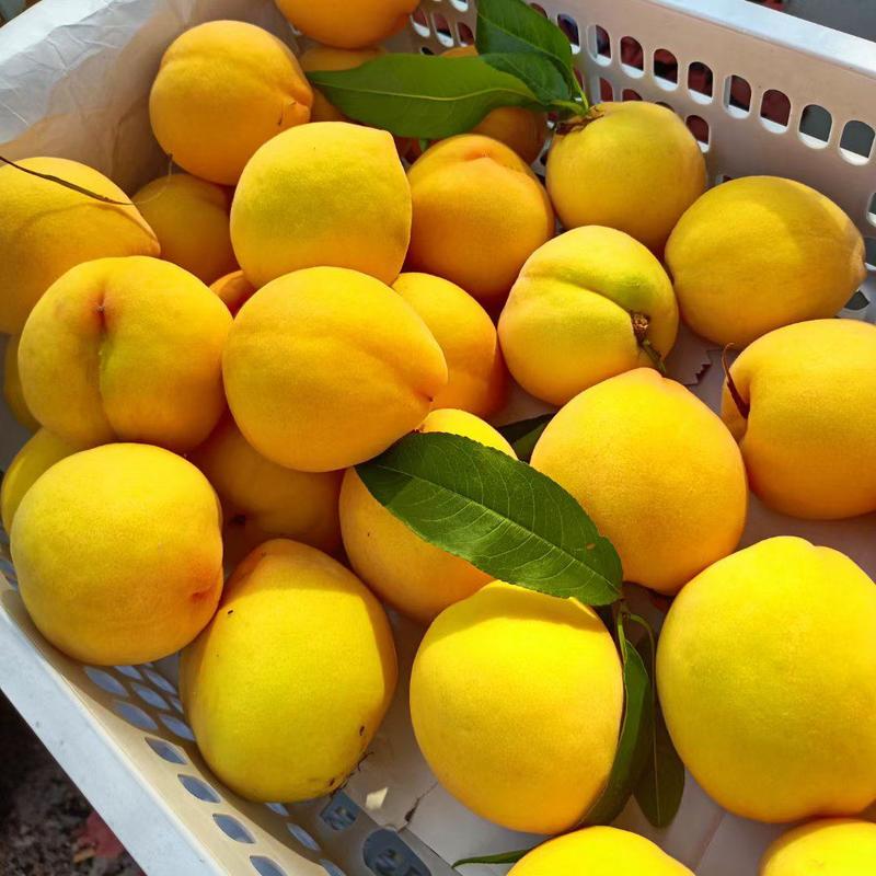 甜黄桃品种叫中早十果色黄亮个大口感甜，视频看货，电话咨询