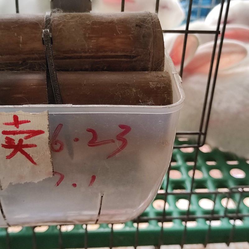 伊拉兔