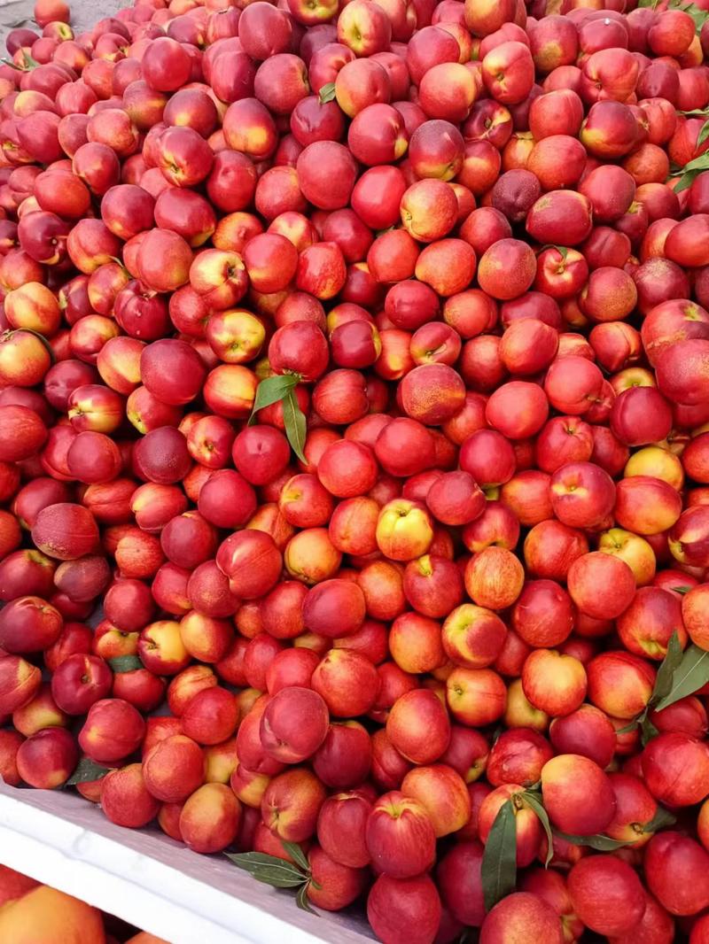 油桃砀山油桃48油桃货源充足代收代发全国