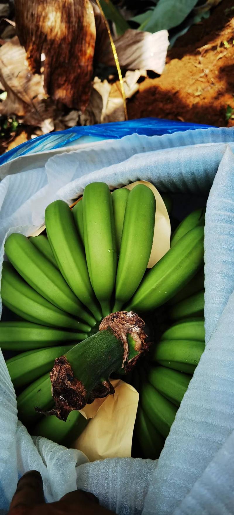 香蕉
