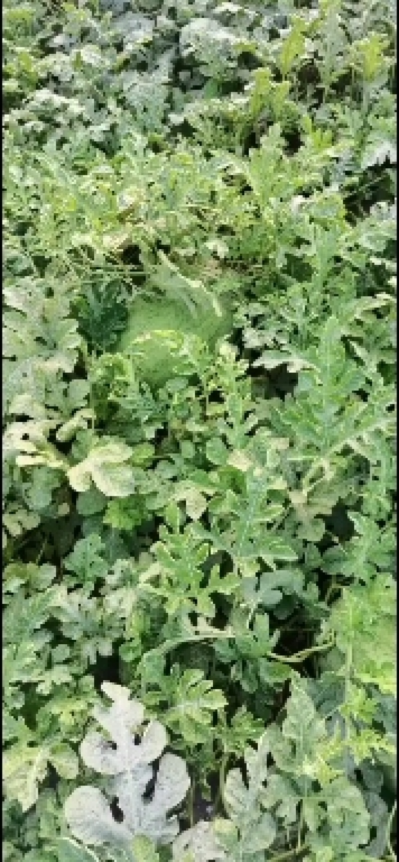 新红宝西瓜口感好含糖高各种规格都有满足商超批发商