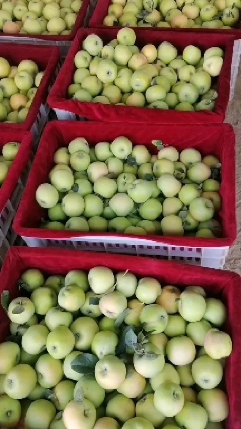 青苹果藤木苹果脆甜多汁产地现摘现发价格优惠支持视频看货