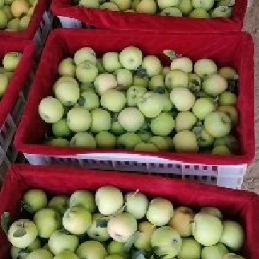 青苹果藤木苹果脆甜多汁产地现摘现发价格优惠支持视频看货