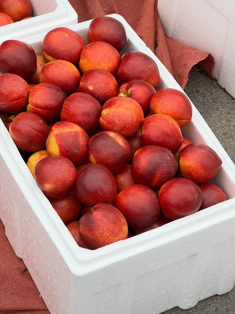 油桃砀山油桃48油桃货源充足代收代发全国