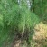 精选中药材新货西河柳怪柳观音柳山川柳三春柳