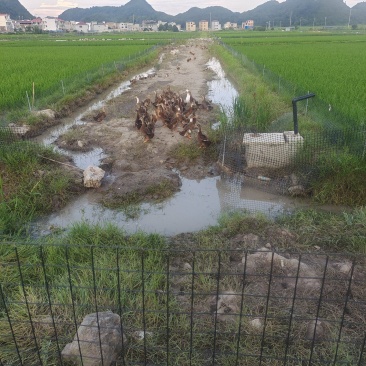 麻鸭
