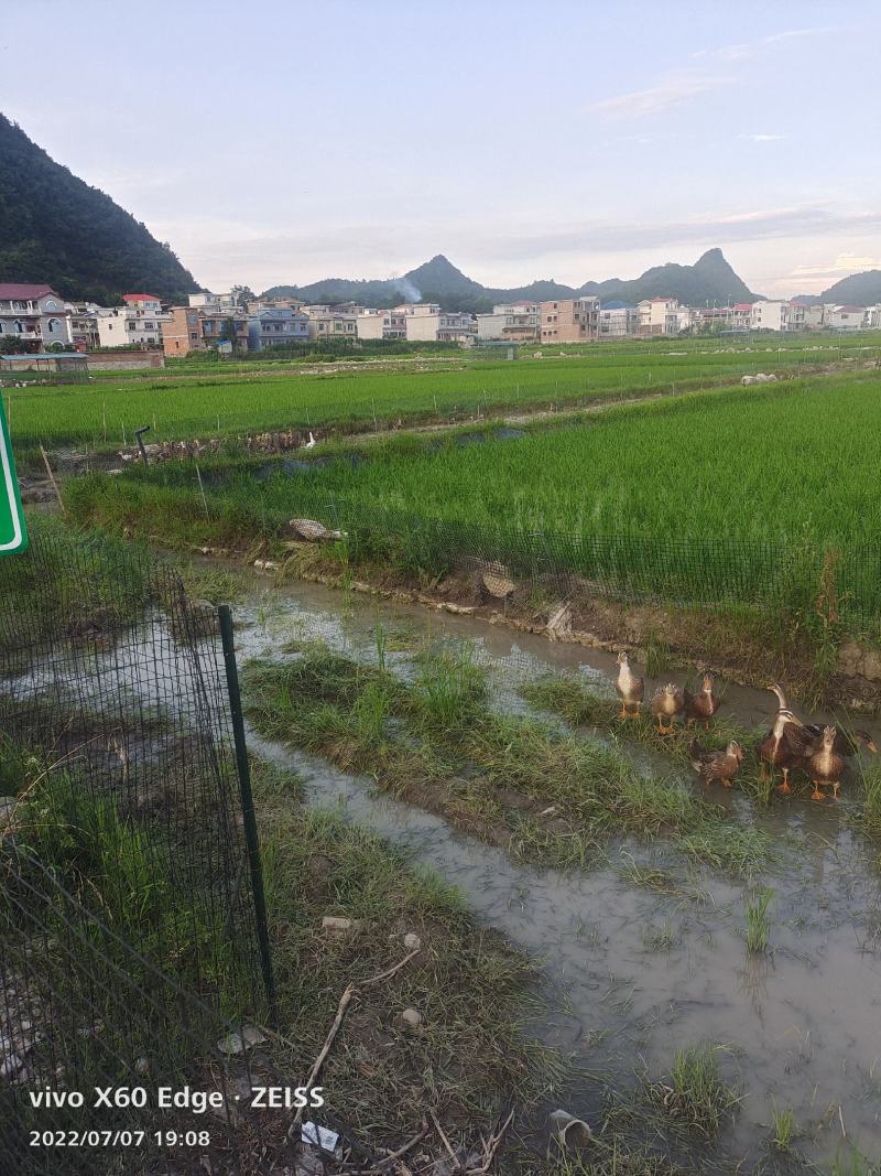 麻鸭