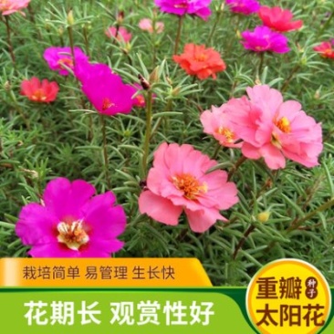重瓣太阳花花籽四季开花室内花卉盆栽庭院花种子太阳花种子