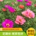 重瓣太阳花花籽四季开花室内花卉盆栽庭院花种子太阳花种子