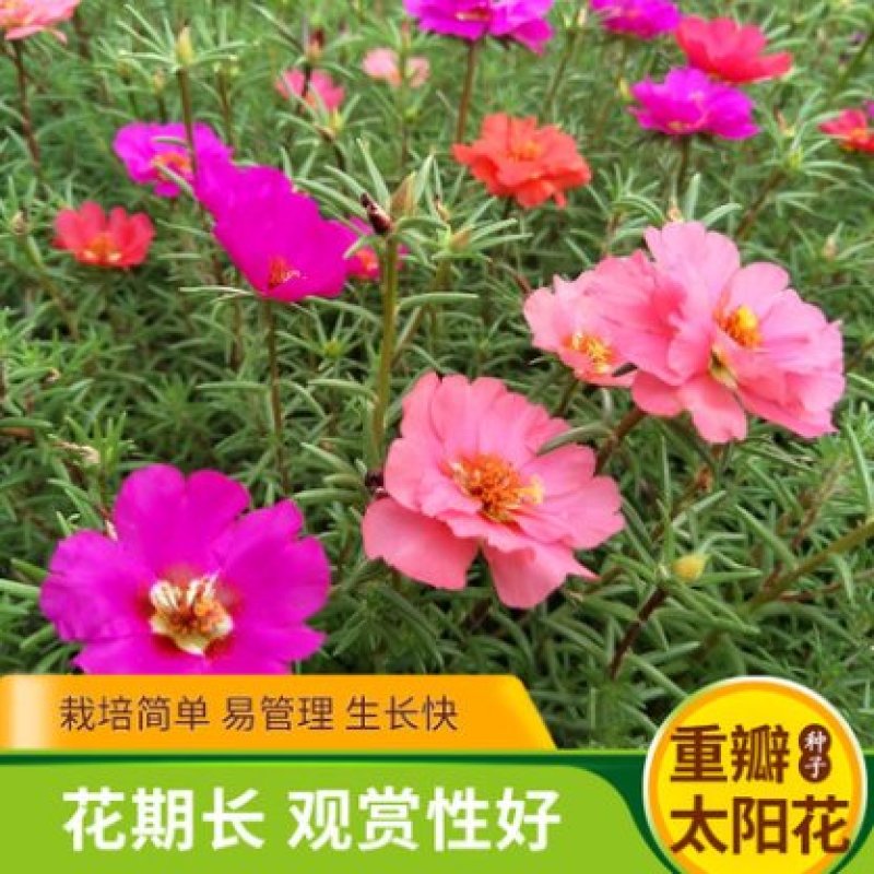重瓣太阳花花籽四季开花室内花卉盆栽庭院花种子太阳花种子