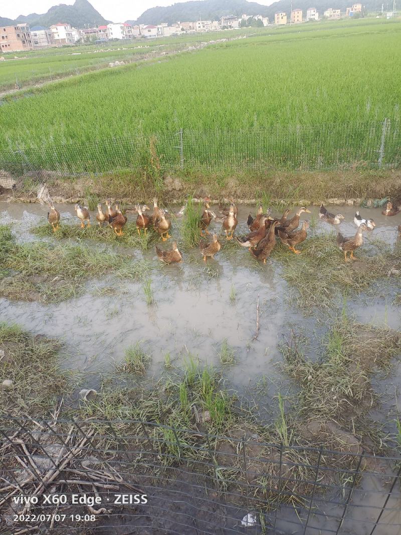 麻鸭