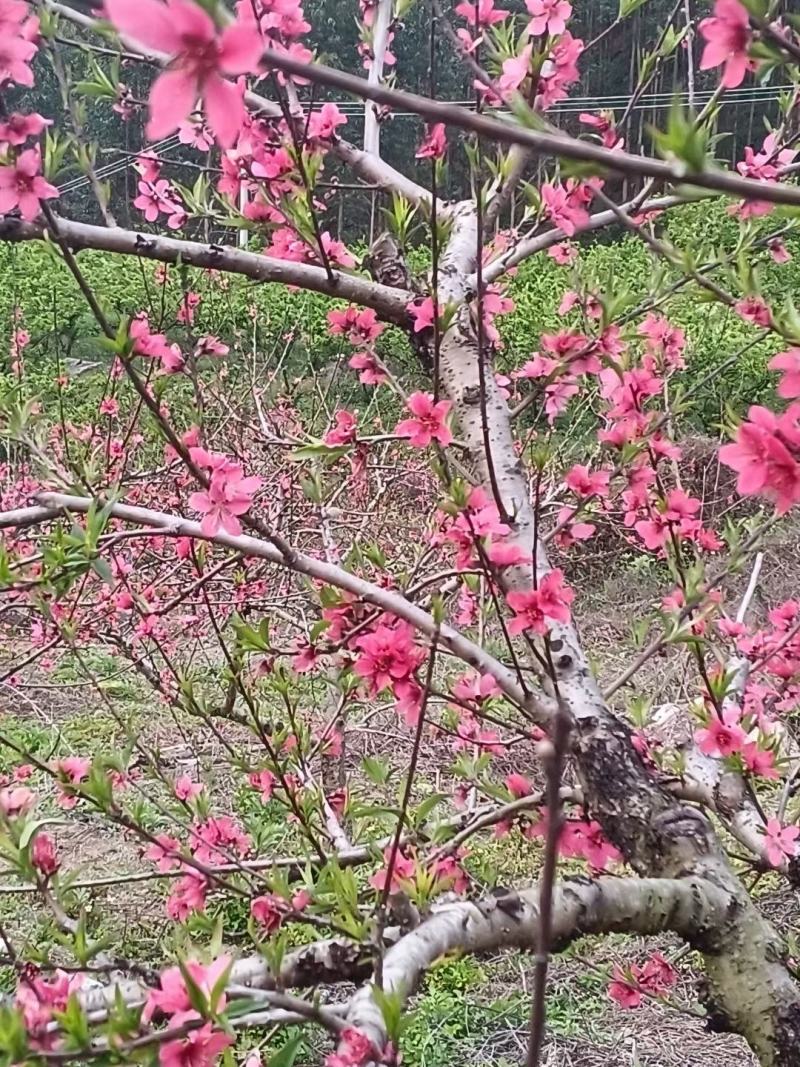 博罗象头山自然保护区鹰嘴桃