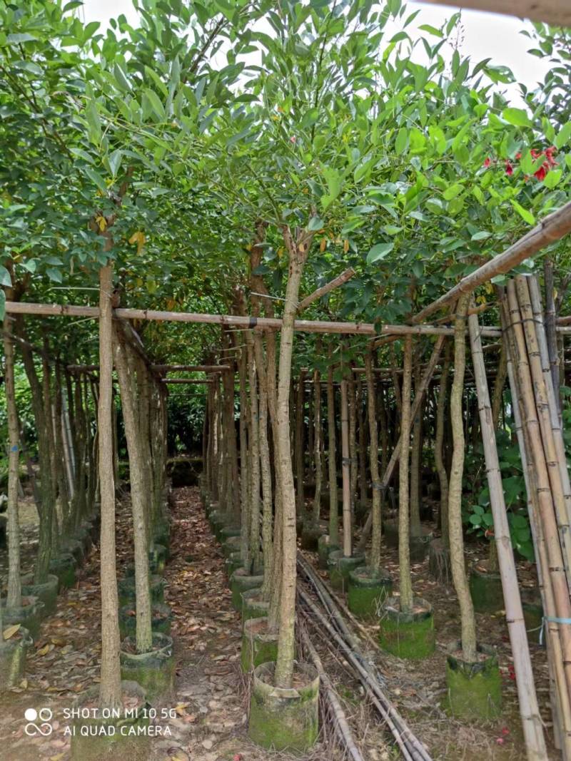鸡冠刺桐大量供应5公分8公分10公分鸡冠刺桐自产自销