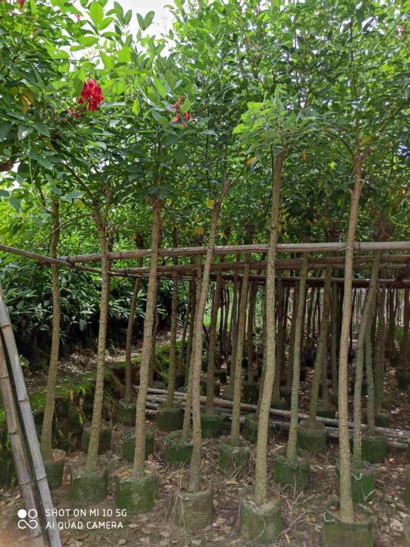 鸡冠刺桐大量供应5公分8公分10公分鸡冠刺桐自产自销