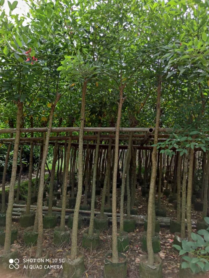 鸡冠刺桐大量供应5公分8公分10公分鸡冠刺桐自产自销