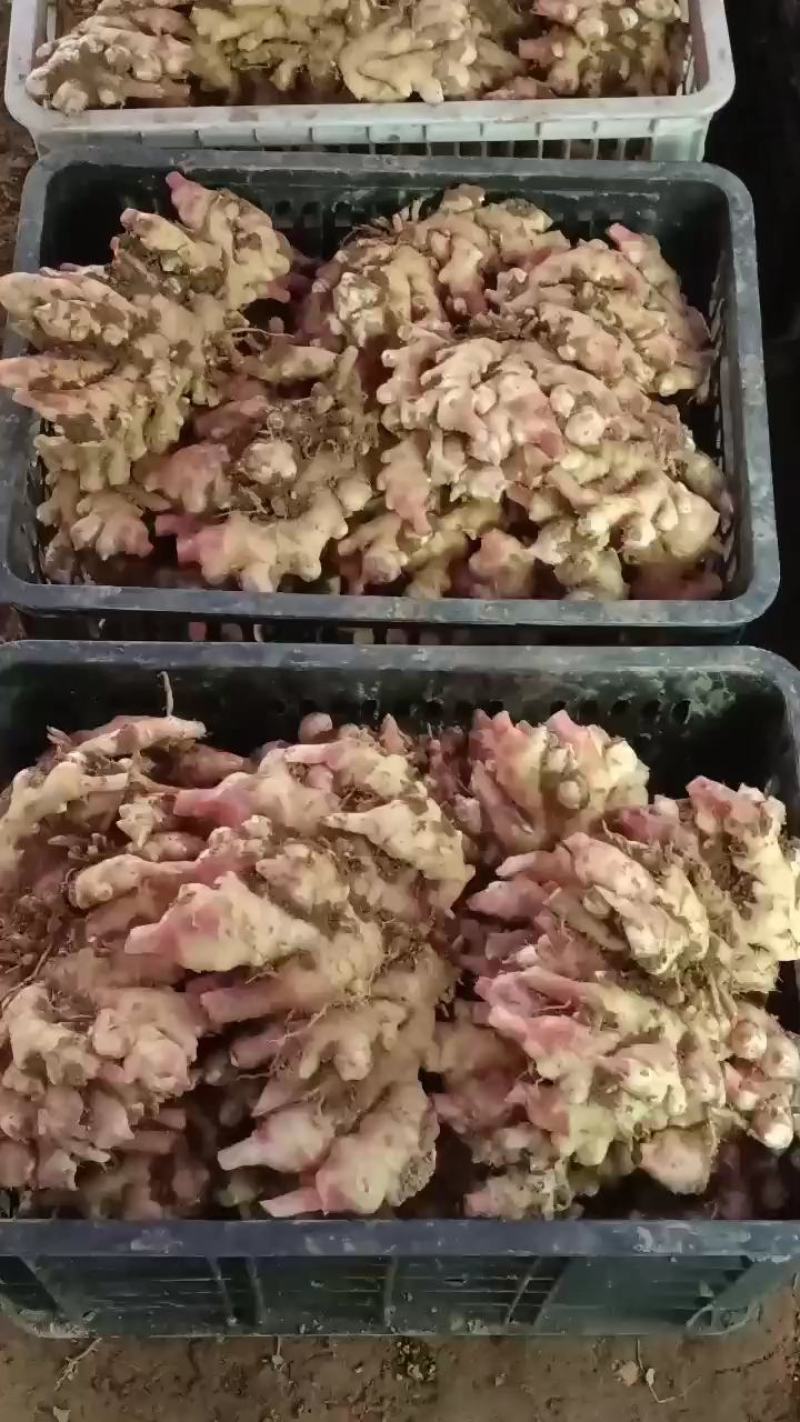 湘西小黄姜