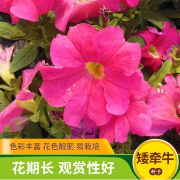 多年生矮牵牛种子混色四季种植易活盆栽花卉景观绿化庭院