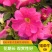 多年生矮牵牛种子混色四季种植易活盆栽花卉景观绿化庭院
