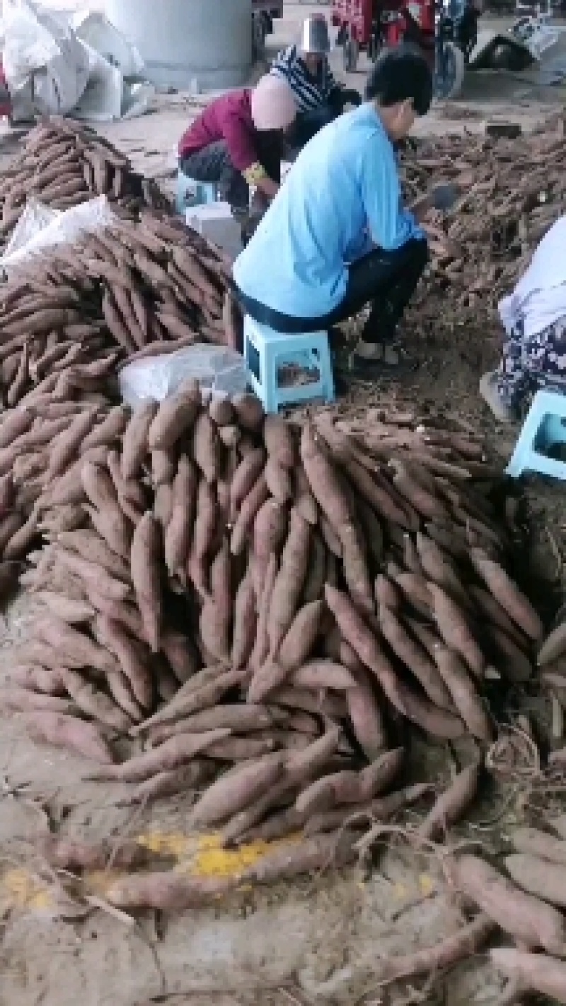 临潼板栗红薯大量上市，干面甜无丝无虫眼，质量保证诚信第一