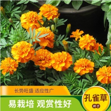 孔雀草种子耐寒花卉重瓣花种子庭院室外景观花卉四季易种