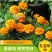 孔雀草种子耐寒花卉重瓣花种子庭院室外景观花卉四季易种
