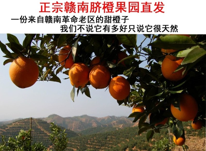 赣南脐橙产地直供各种规格果电商一件代发员工福利批发