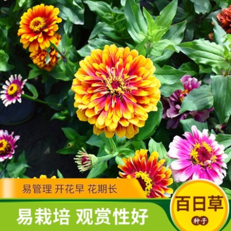 百日草花种子四季易活开花不断庭院花坛阳台种植景观花海