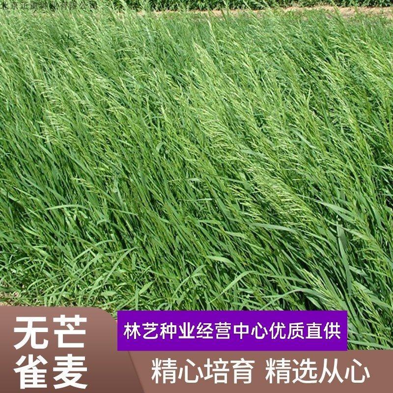 无芒雀麦种子多年生耐寒草四季青畜禽牧草籽猪牛羊驴鸡鹅兔鱼