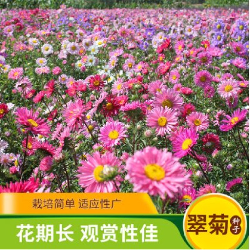 翠菊种子大花重瓣切花菊花混色四季播种阳台庭院花海打造