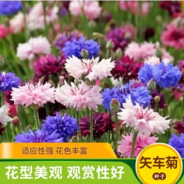 矢车菊种子花卉种子混色打造花海工程绿化野花组合