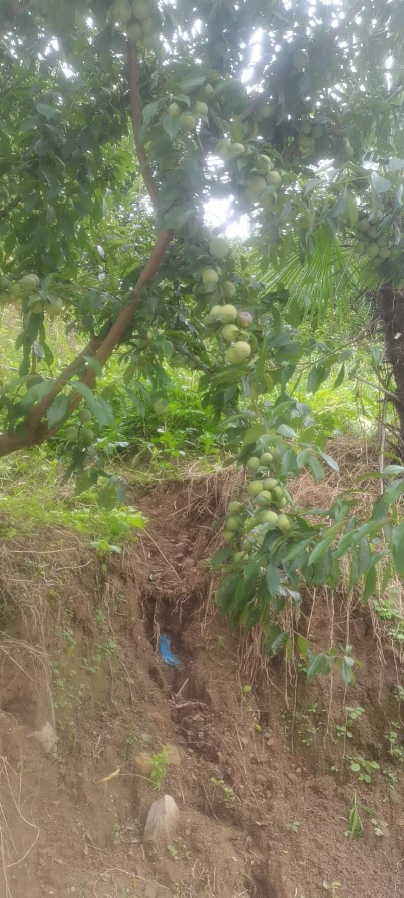 青脆李！预计七月二十五号上市