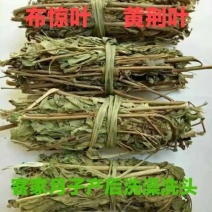 野生新鲜布惊叶黄荆草牡荆树叶月子产后草药端午节碱水粽