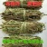 野生新鲜布惊叶黄荆草牡荆树叶月子产后草药端午节碱水粽