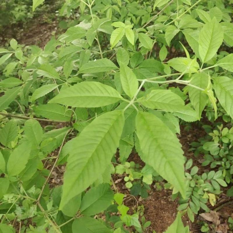 野生新鲜布惊叶黄荆草牡荆树叶月子产后草药端午节碱水粽