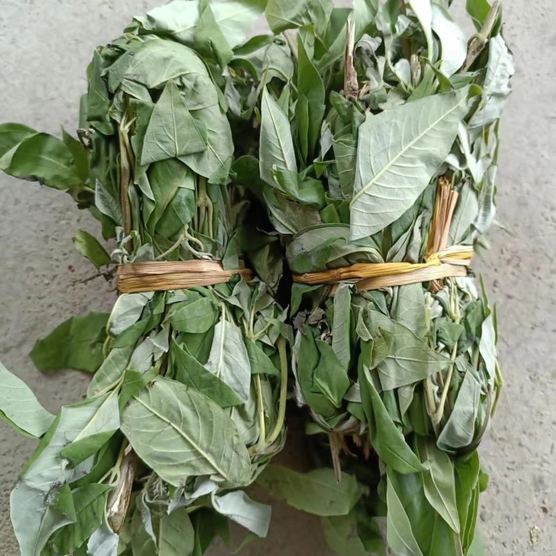 野生新鲜布惊叶黄荆草牡荆树叶月子产后草药端午节碱水粽
