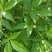 野生新鲜布惊叶黄荆草牡荆树叶月子产后草药端午节碱水粽