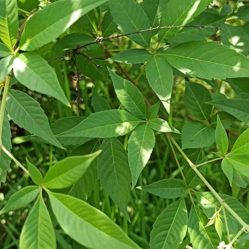 野生新鲜布惊叶黄荆草牡荆树叶月子产后草药端午节碱水粽