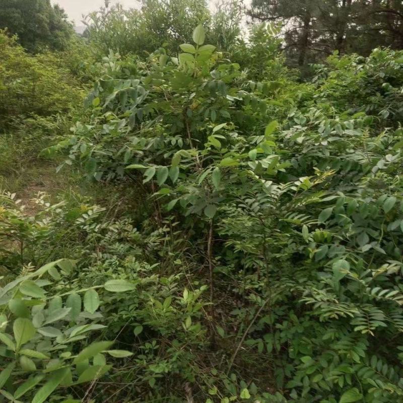 野生新鲜布惊叶黄荆草牡荆树叶月子产后草药端午节碱水粽
