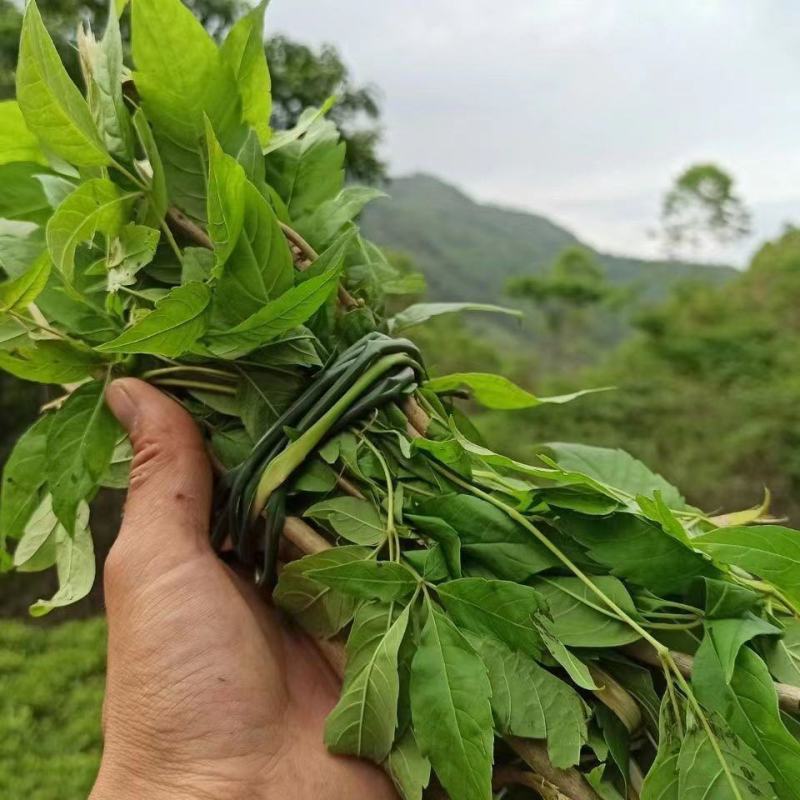 野生新鲜布惊叶黄荆草牡荆树叶月子产后草药端午节碱水粽
